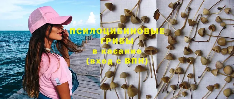 сколько стоит  Шадринск  Галлюциногенные грибы Magic Shrooms 